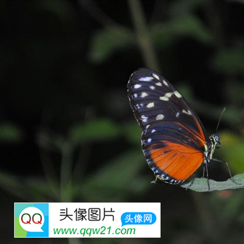 50个创意舔系网名大全｜超萌舔狗昵称合集｜2023最新流行